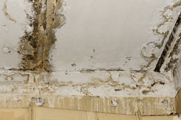 Best Mold Documentation for Insurance Claims  in Fifth Street, TX
